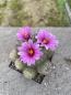 Preview: Mammillaria mazatlanensis